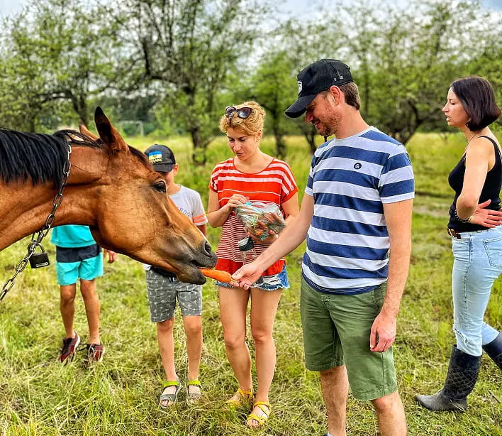 Caring for horses Sonya and Nika