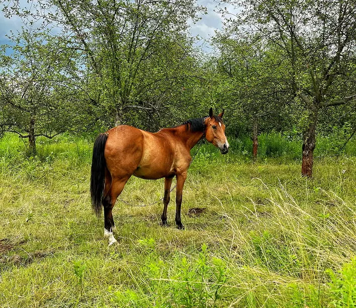 Caring for horses Sonya and Nika