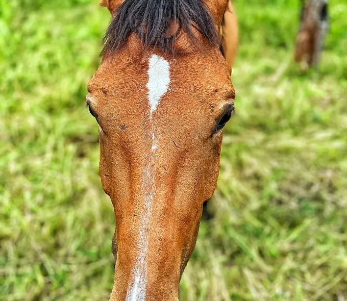 Caring for horses Sonya and Nika